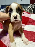 Baby, a female Boxer for sale in Sparks, NV – 1 of 2