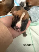 Scarlett, a female Boxer for sale in Sparks, NV – 1 of 2