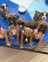 Chubbs, a male Boxer for sale in Sparks, NV – 2 of 2