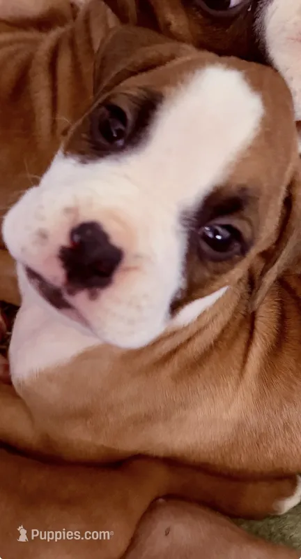 Bunny – Boxer puppy for sale in Sparks, NV