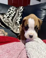 Dotty, a female Boxer for sale in Sparks, NV – 1 of 2