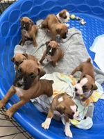 Rex, a male Boxer for sale in Sparks, NV – 2 of 2