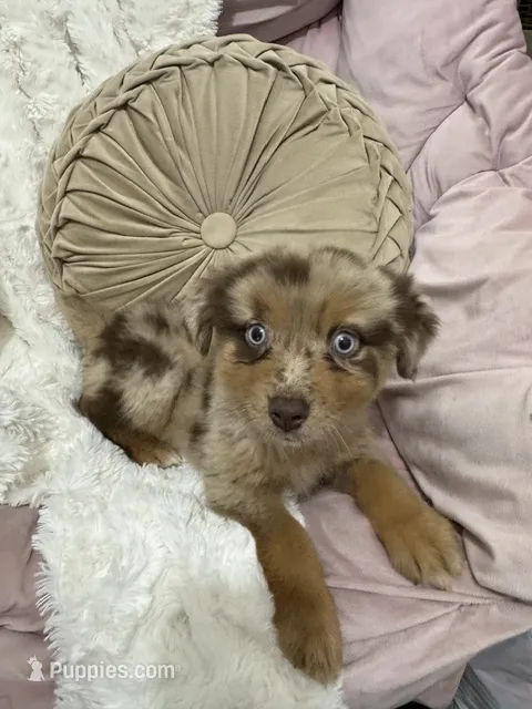 Princess – Australian Shepherd puppy for sale in Portsmouth, OH
