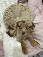Princess, a female Australian Shepherd for sale in Portsmouth, OH – 1 of 4