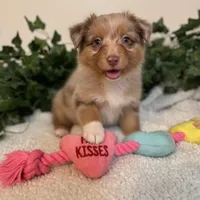 June , a male Australian Shepherd for sale in Portsmouth, OH – 1 of 1