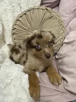 Princess, a female Australian Shepherd for sale in Portsmouth, OH – 3 of 4