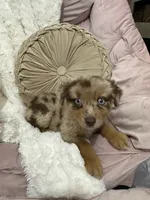 Princess, a female Australian Shepherd for sale in Portsmouth, OH – 4 of 4