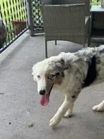 Linden , a male Australian Shepherd for sale in Portsmouth, OH – 2 of 5
