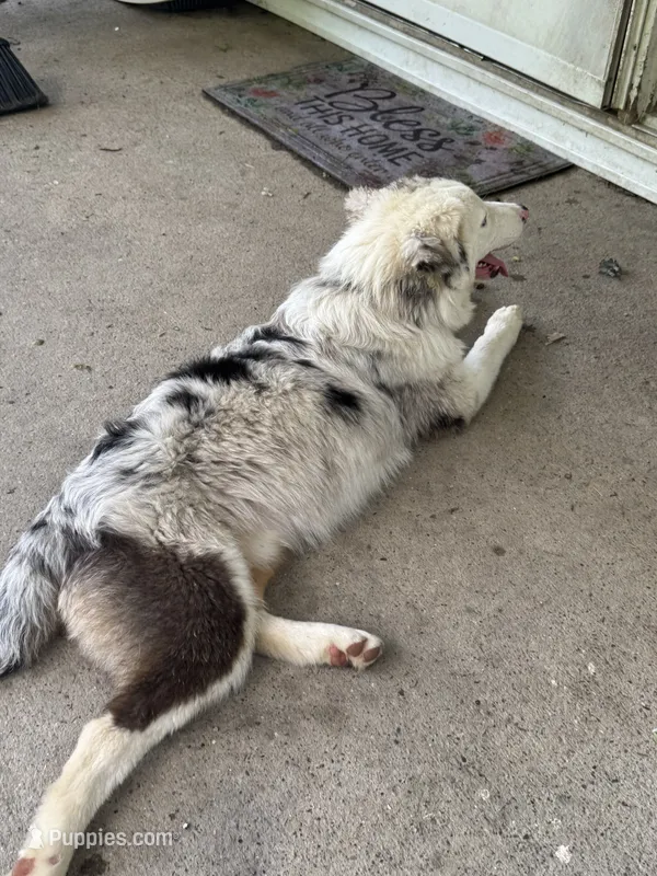 Linden  – Australian Shepherd puppy for sale in Portsmouth, OH