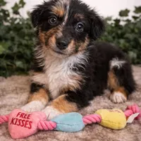 Leo , a male Australian Shepherd for sale in Portsmouth, OH – Photo 1 of 4