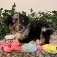 Leo , a male Australian Shepherd for sale in Portsmouth, OH – Photo 3 of 4