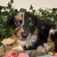 Leo , a male Australian Shepherd for sale in Portsmouth, OH – Photo 2 of 4