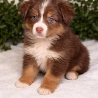 Ginger , a female Australian Shepherd for sale in Portsmouth, OH – 1 of 1