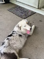 Linden , a male Australian Shepherd for sale in Portsmouth, OH – 5 of 5