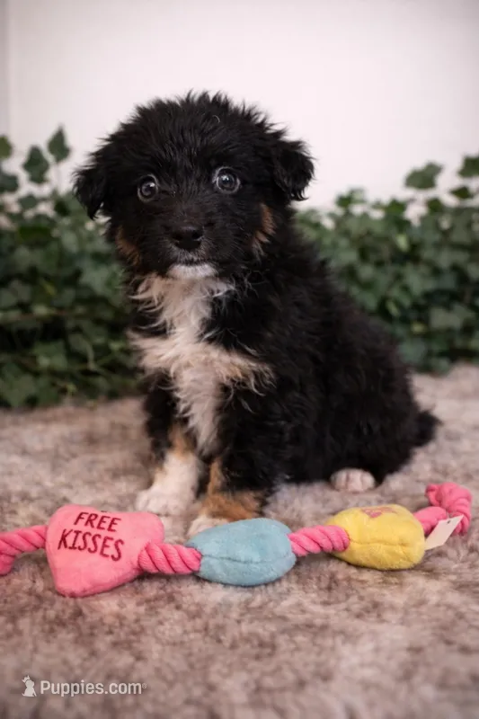 Linden  – Australian Shepherd puppy for sale in Portsmouth, OH