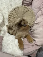 Princess, a female Australian Shepherd for sale in Portsmouth, OH – 2 of 4
