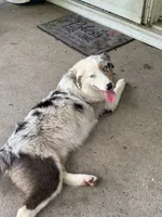 Linden , a male Australian Shepherd for sale in Portsmouth, OH – 4 of 5