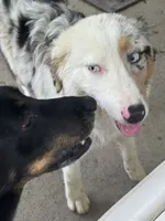 Linden , a male Australian Shepherd for sale in Portsmouth, OH – 3 of 5