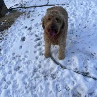 Cinnamon , a female Goldendoodle for sale in Athens, TN – Photo 3 of 3