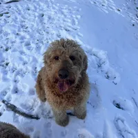 Cinnamon , a female Goldendoodle for sale in Athens, TN – Photo 2 of 3