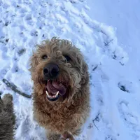 Cinnamon , a female Goldendoodle for sale in Athens, TN – Photo 1 of 3