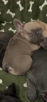 Lil Sweets  , a female French Bulldog for sale in Massillon, OH – 5 of 5