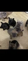 Peanut , a female French Bulldog for sale in Massillon, OH – 4 of 6