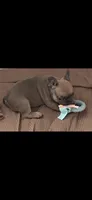 Lil Sweets  , a female French Bulldog for sale in Massillon, OH – 4 of 5