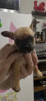 Peanut , a female French Bulldog for sale in Massillon, OH – 2 of 6