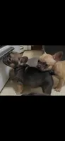 Peanut , a female French Bulldog for sale in Massillon, OH – 5 of 6