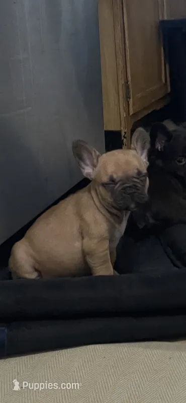 Peanut  – French Bulldog puppy for sale in Massillon, OH