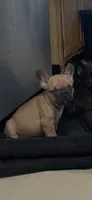 Peanut , a female French Bulldog for sale in Massillon, OH – 1 of 6