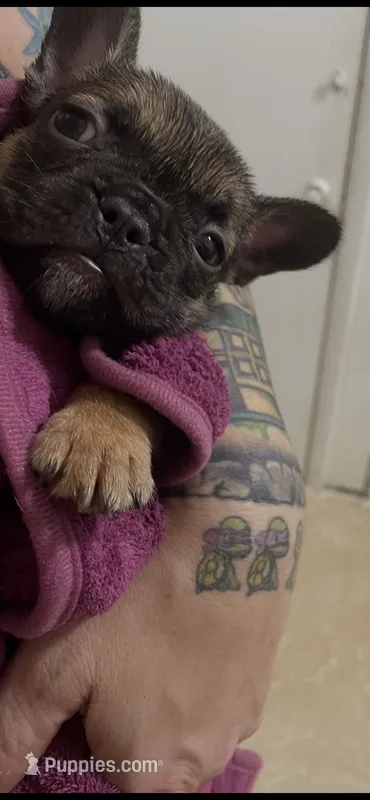 Dudette – French Bulldog puppy for sale in Massillon, OH