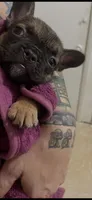 Dudette, a female French Bulldog for sale in Massillon, OH – 1 of 1
