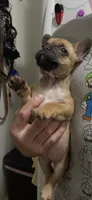 Peanut , a female French Bulldog for sale in Massillon, OH – 3 of 6