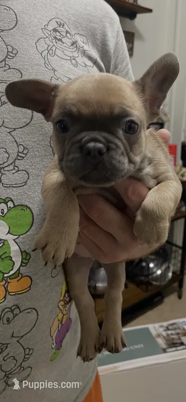 Lil Sweets   – French Bulldog puppy for sale in Massillon, OH