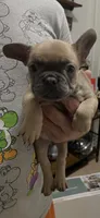 Lil Sweets  , a female French Bulldog for sale in Massillon, OH – 3 of 5