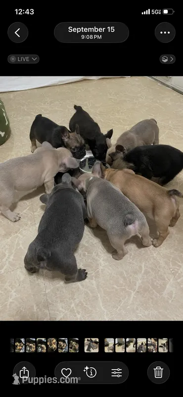 Lil Sweets   – French Bulldog puppy for sale in Massillon, OH