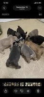 Lil Sweets  , a female French Bulldog for sale in Massillon, OH – 1 of 5