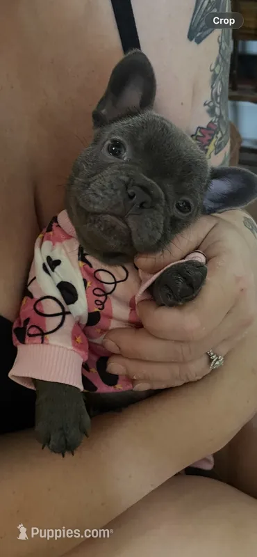 Blue – French Bulldog puppy for sale in Massillon, OH