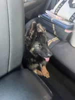 Colocho, a male German Shepherd Dog for sale in Elmwood Park, IL – 4 of 9