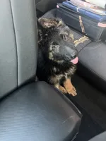 Colocho, a male German Shepherd Dog for sale in Elmwood Park, IL – 3 of 9
