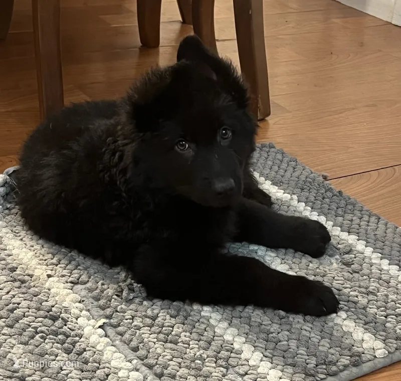 Red – German Shepherd Dog puppy for sale in Elmwood Park, IL