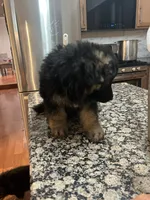 Colocho, a male German Shepherd Dog for sale in Elmwood Park, IL – 9 of 9