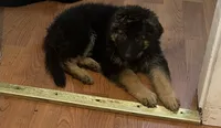 Colocho, a male German Shepherd Dog for sale in Elmwood Park, IL – 5 of 9