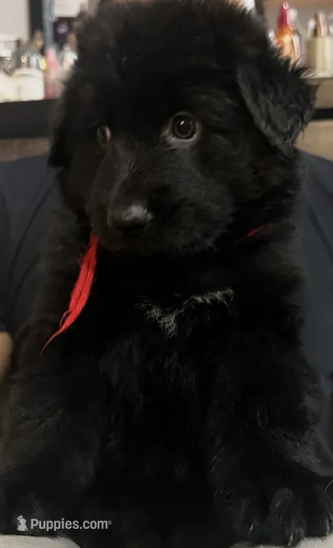 Red – German Shepherd Dog puppy for sale in Elmwood Park, IL