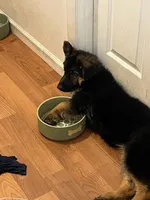Orange , a female German Shepherd Dog for sale in Elmwood Park, IL – 4 of 4