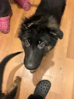 Green, a male German Shepherd Dog for sale in Elmwood Park, IL – 3 of 5