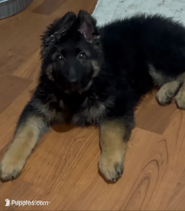 Colocho – German Shepherd Dog puppy for sale in Elmwood Park, IL