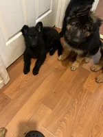 Chispa, a female German Shepherd Dog for sale in Elmwood Park, IL – 3 of 4